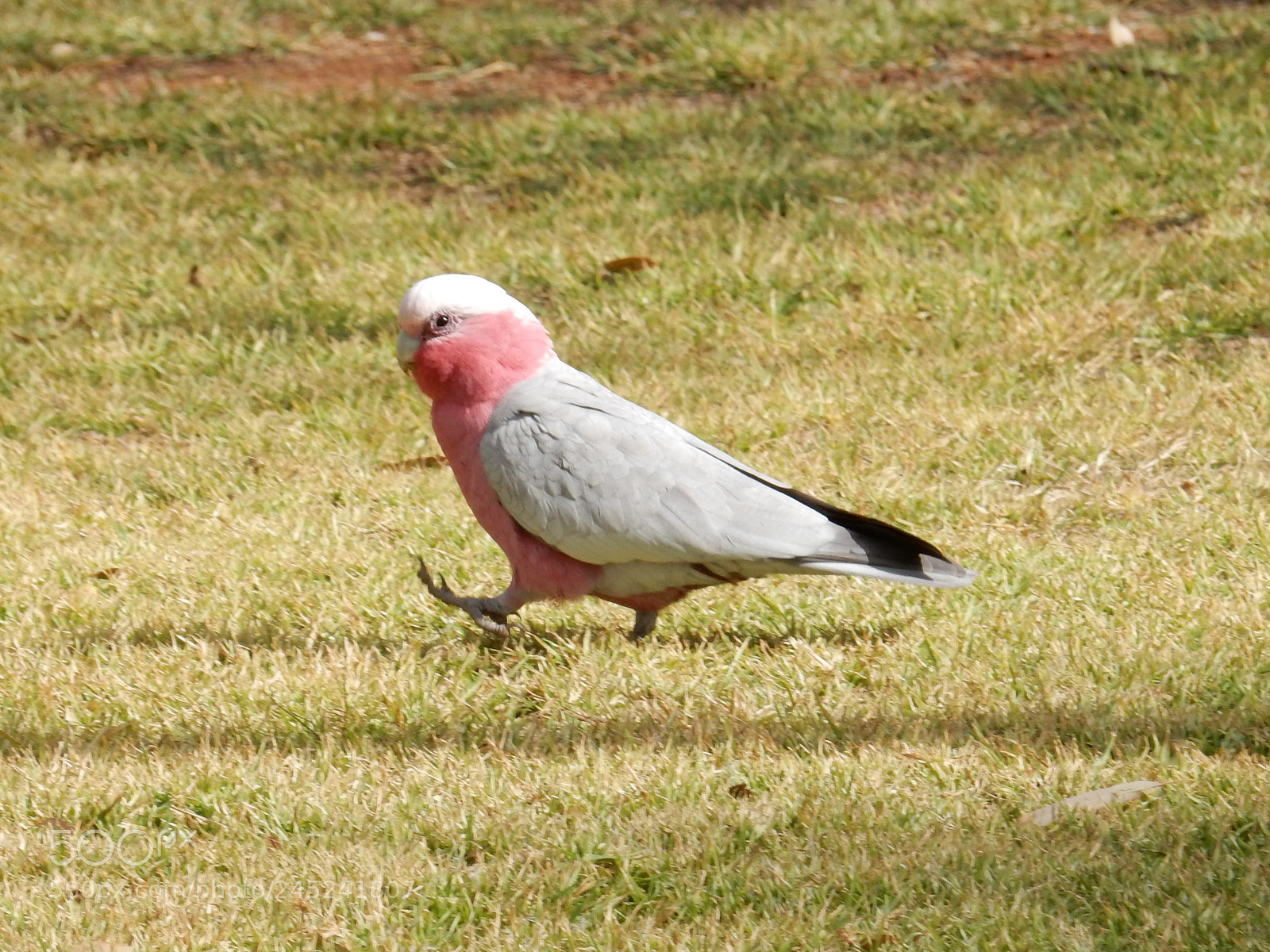 Nikon Coolpix S9900 sample photo. Galah parrot photography