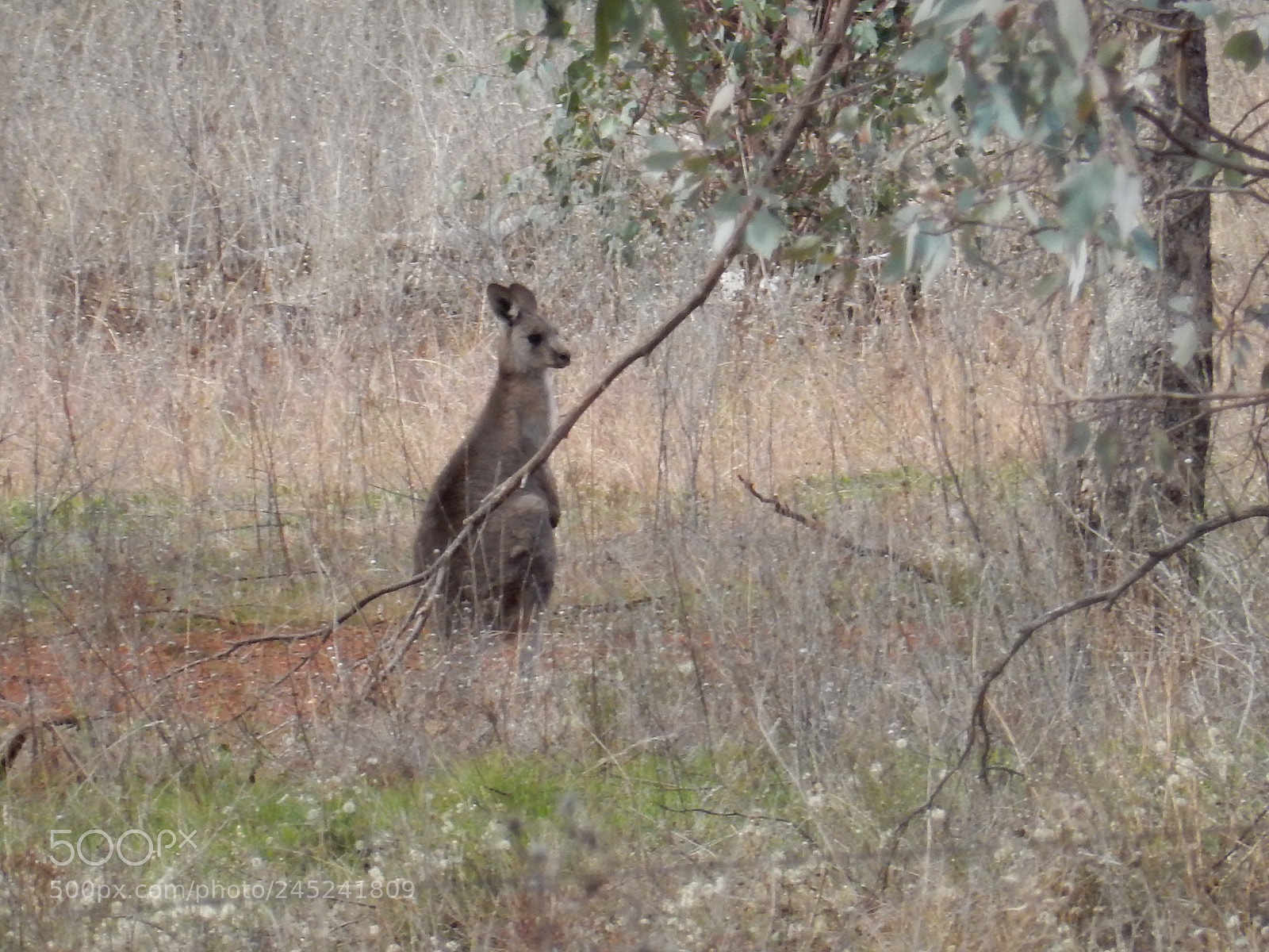 Nikon Coolpix S9900 sample photo. Kangaroo photography