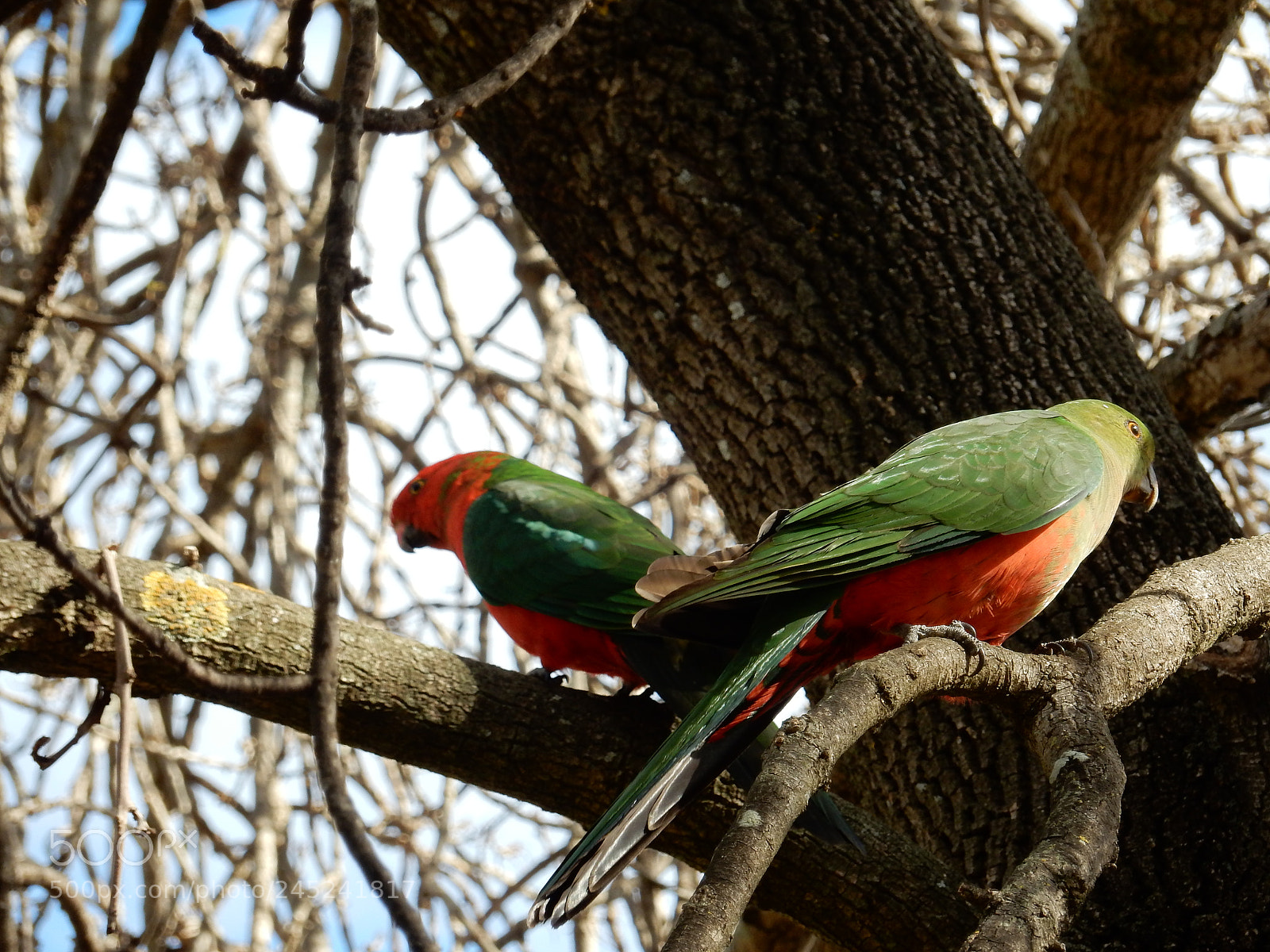 Nikon Coolpix S9900 sample photo. King parrots photography