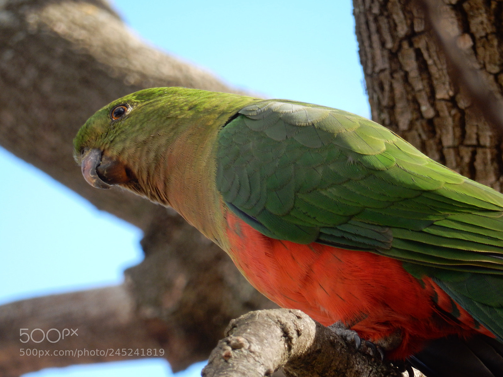 Nikon Coolpix S9900 sample photo. King parrot photography