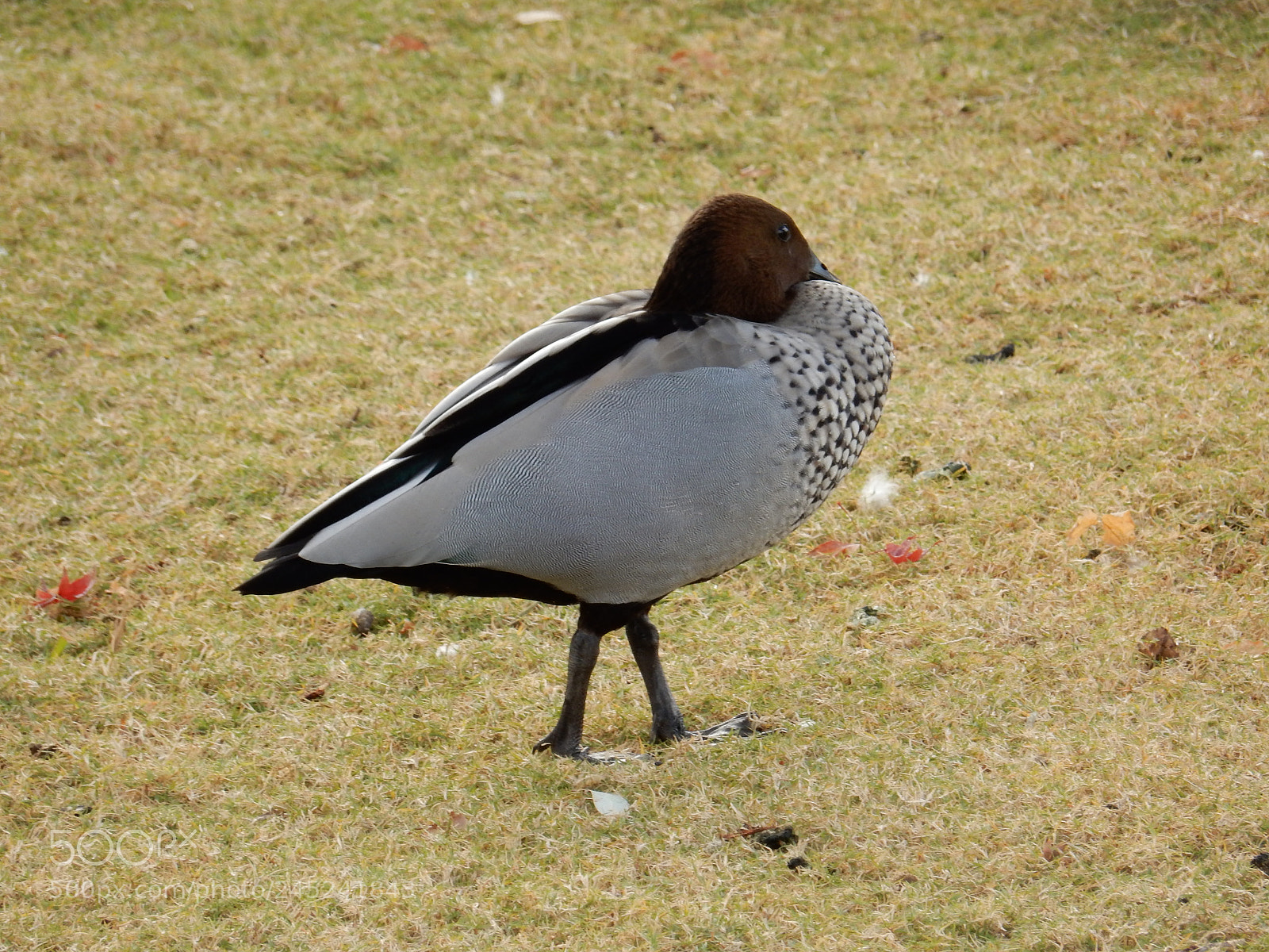 Nikon Coolpix S9900 sample photo. Duck photography