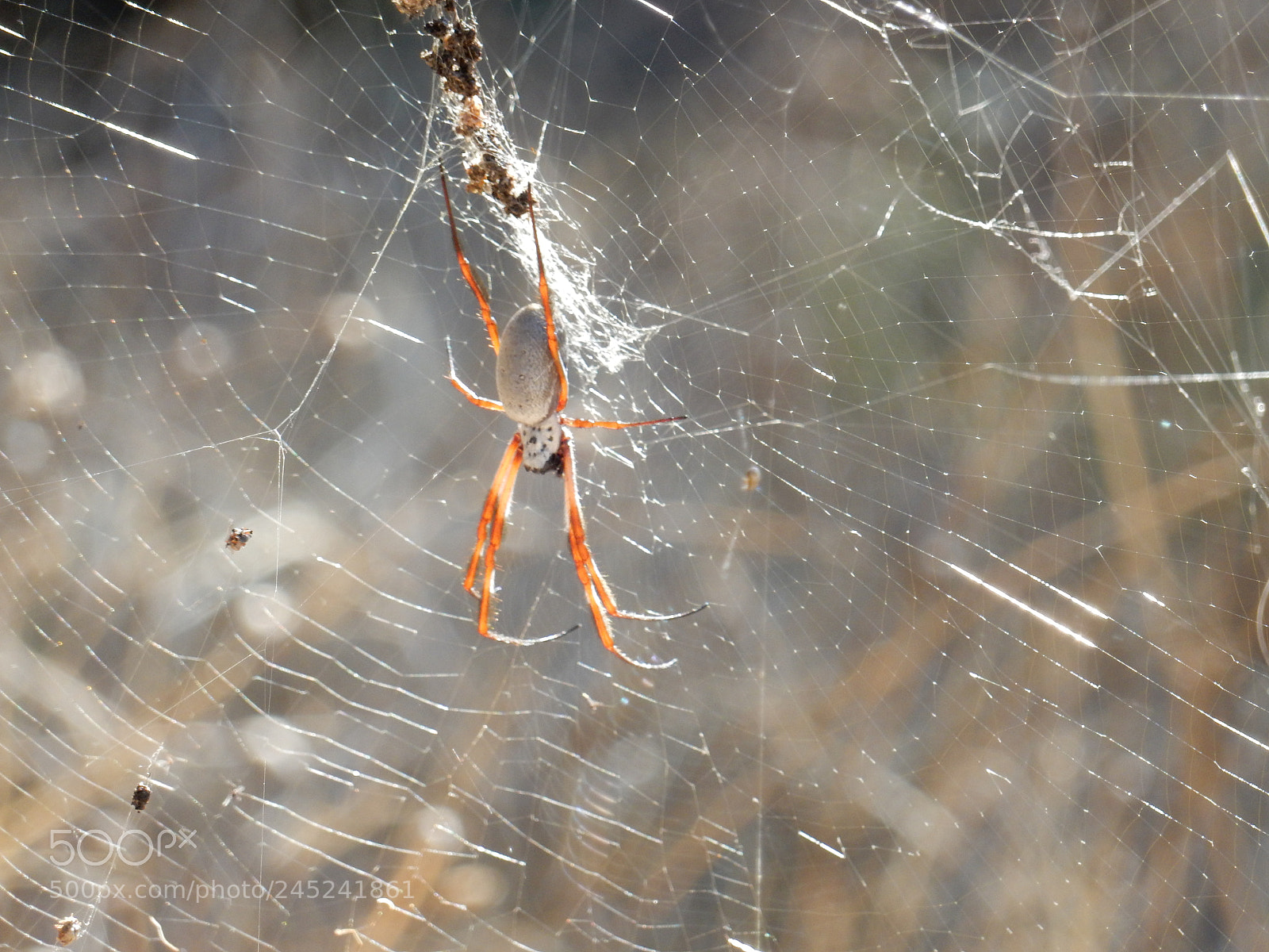 Nikon Coolpix S9900 sample photo. Spider photography