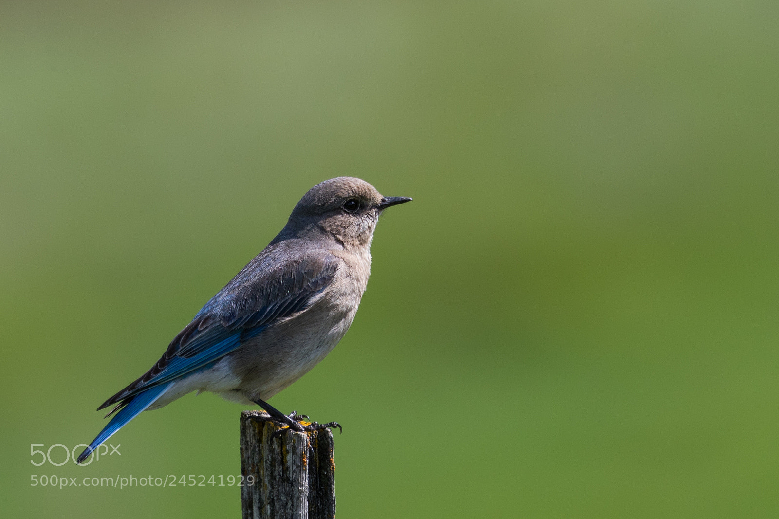 Canon EOS 7D Mark II sample photo. Bluebird photography