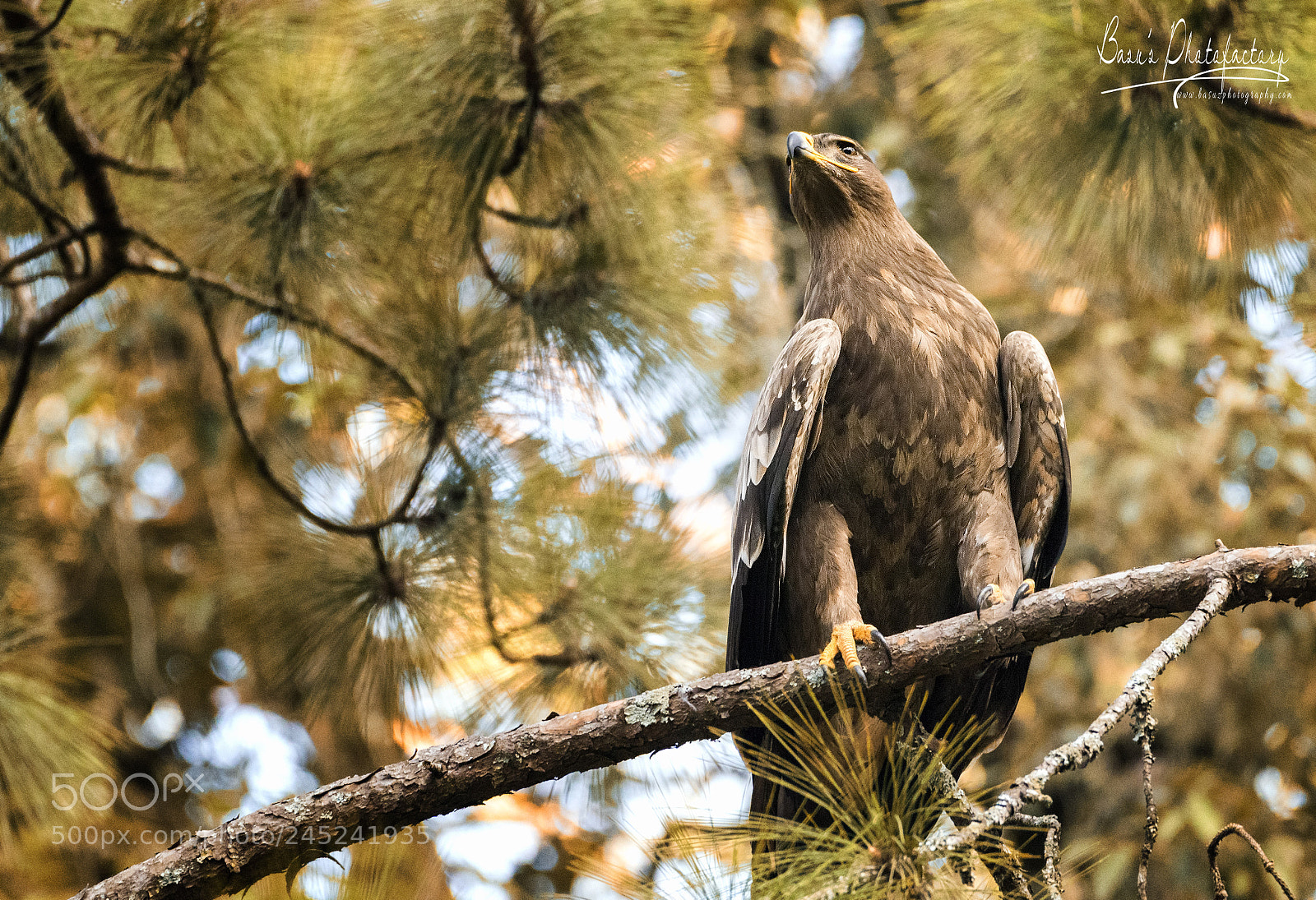 Nikon D810 sample photo. I am the majestic photography