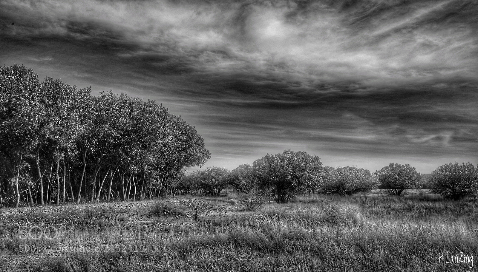 Nikon D810 sample photo. Bosque... photography