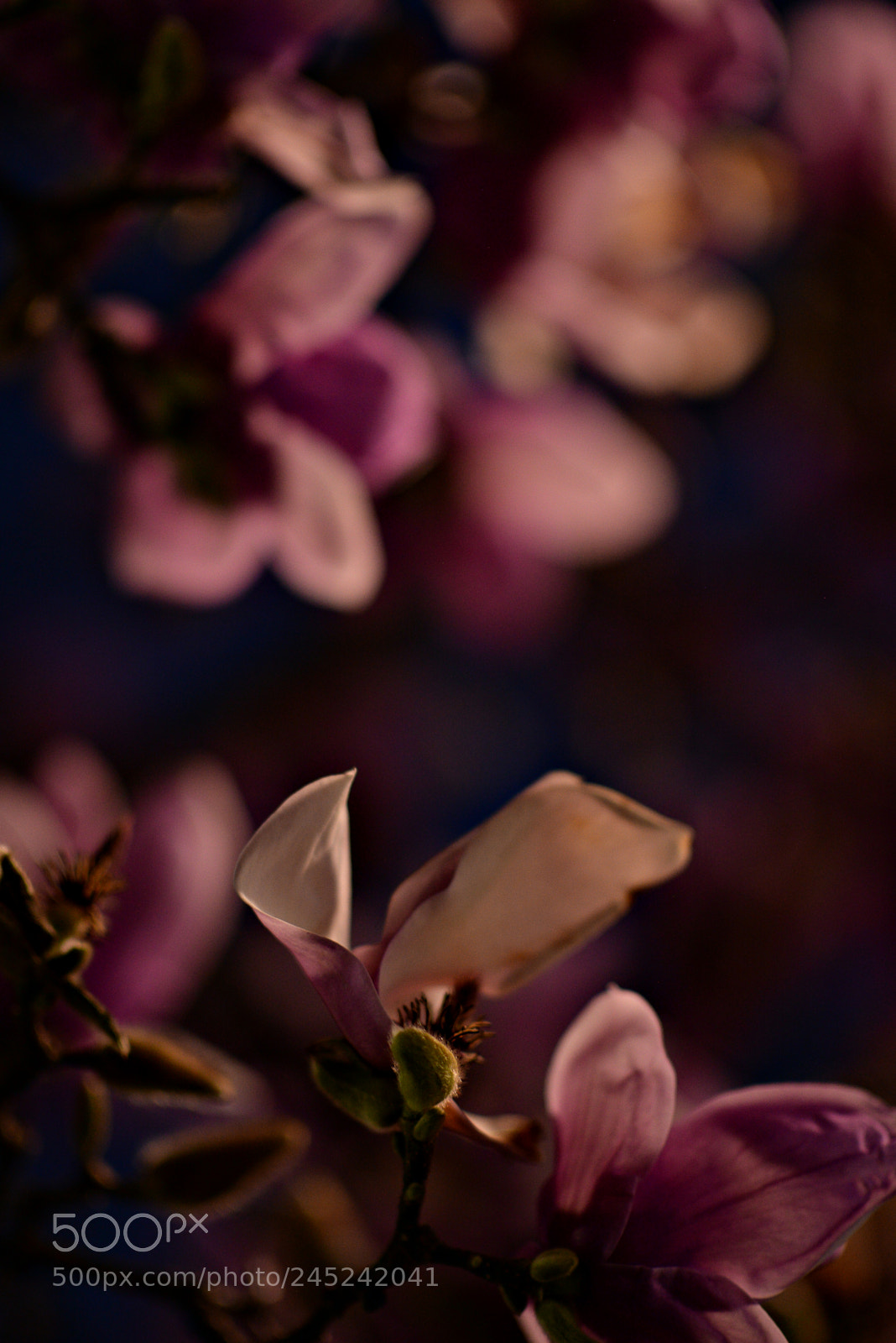 Nikon D610 sample photo. Evening magnolia photography