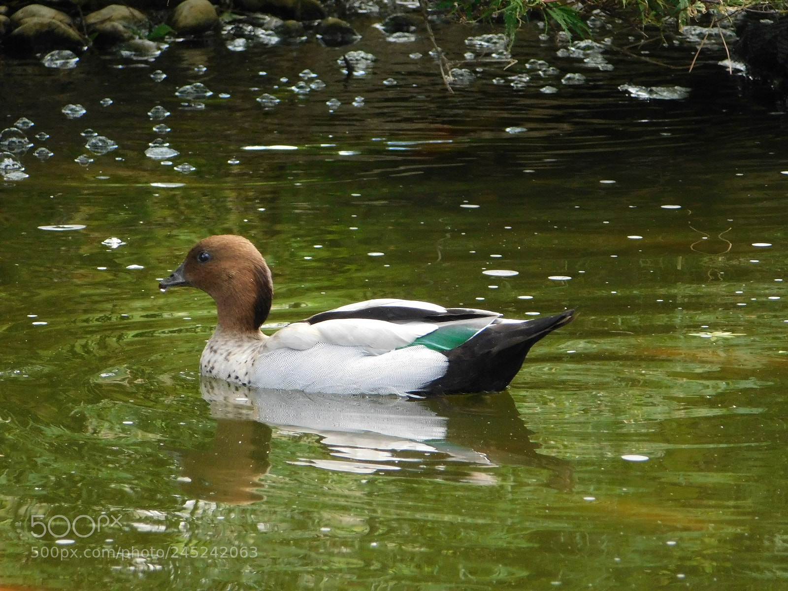 Nikon Coolpix B500 sample photo. Duck photography