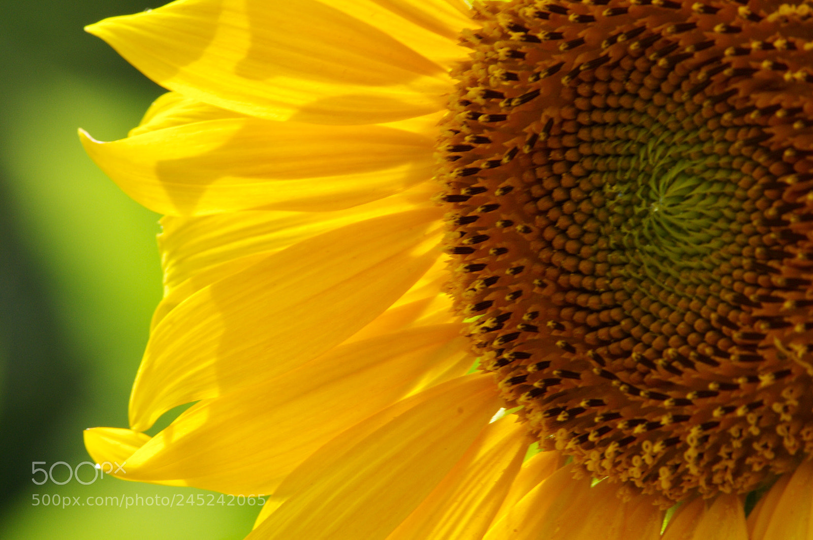 Pentax K-r sample photo. Smile. photography