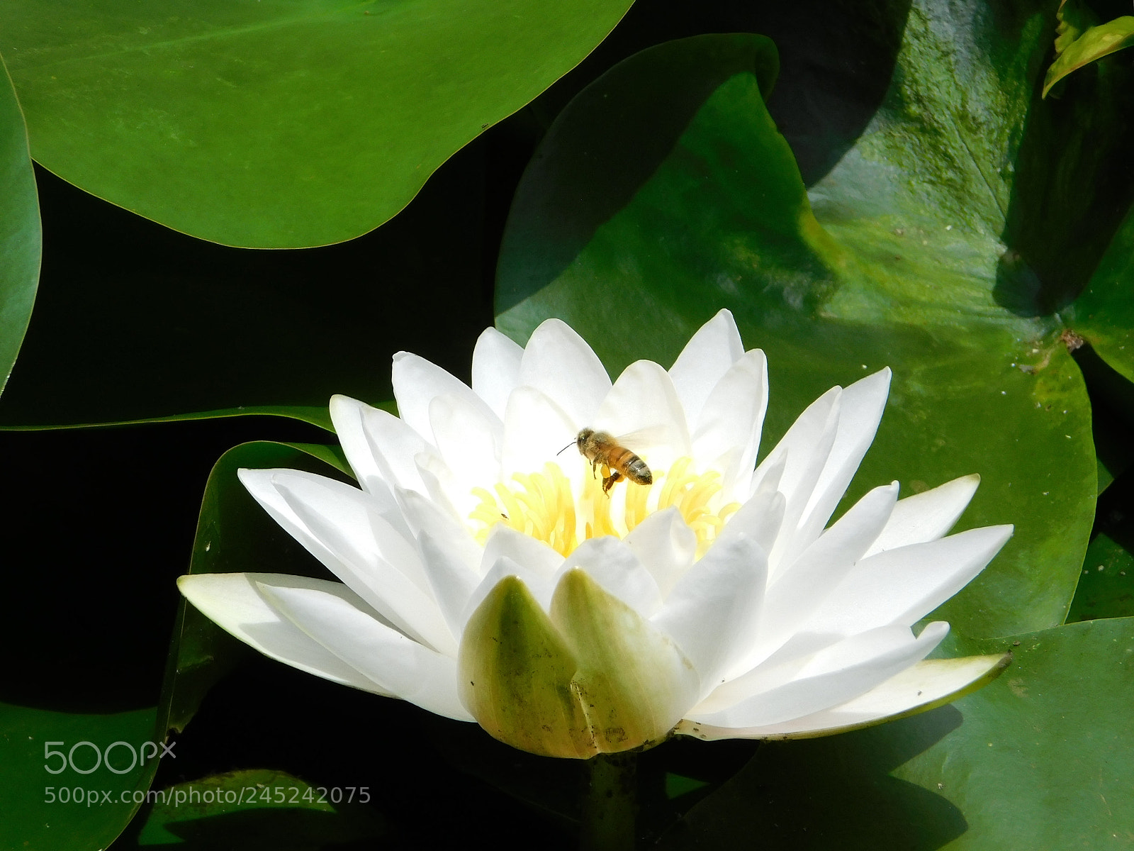 Nikon Coolpix B500 sample photo. Lily pad photography
