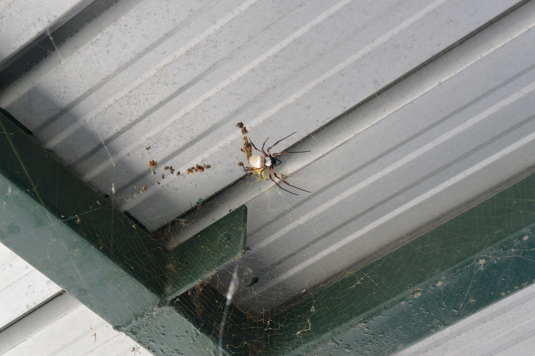 Nikon 1 AW1 sample photo. Spider photography