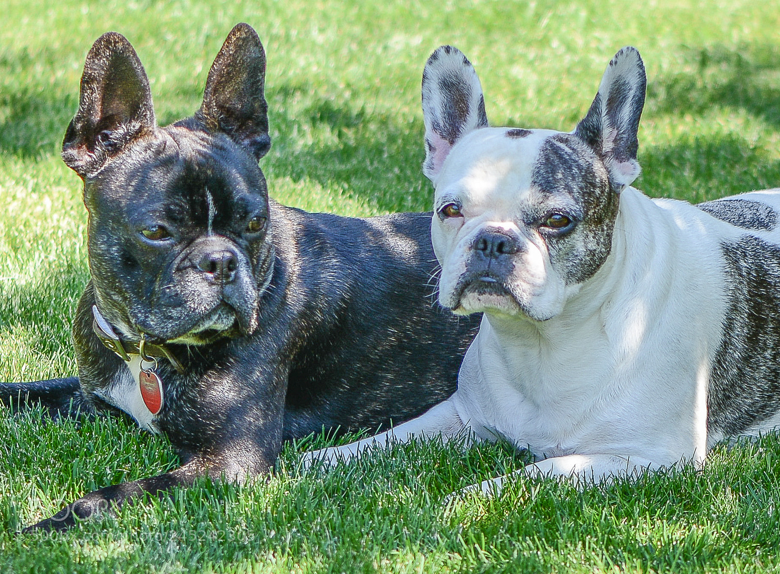 Nikon D600 sample photo. Axil & sugar photography