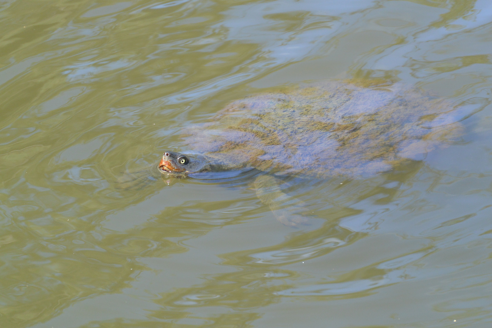 Nikon 1 AW1 sample photo. Turtle photography