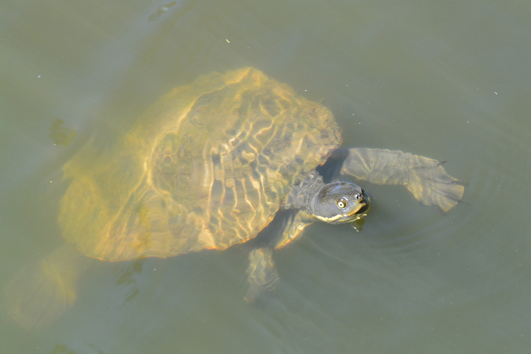 Nikon 1 AW1 sample photo. Turtle photography