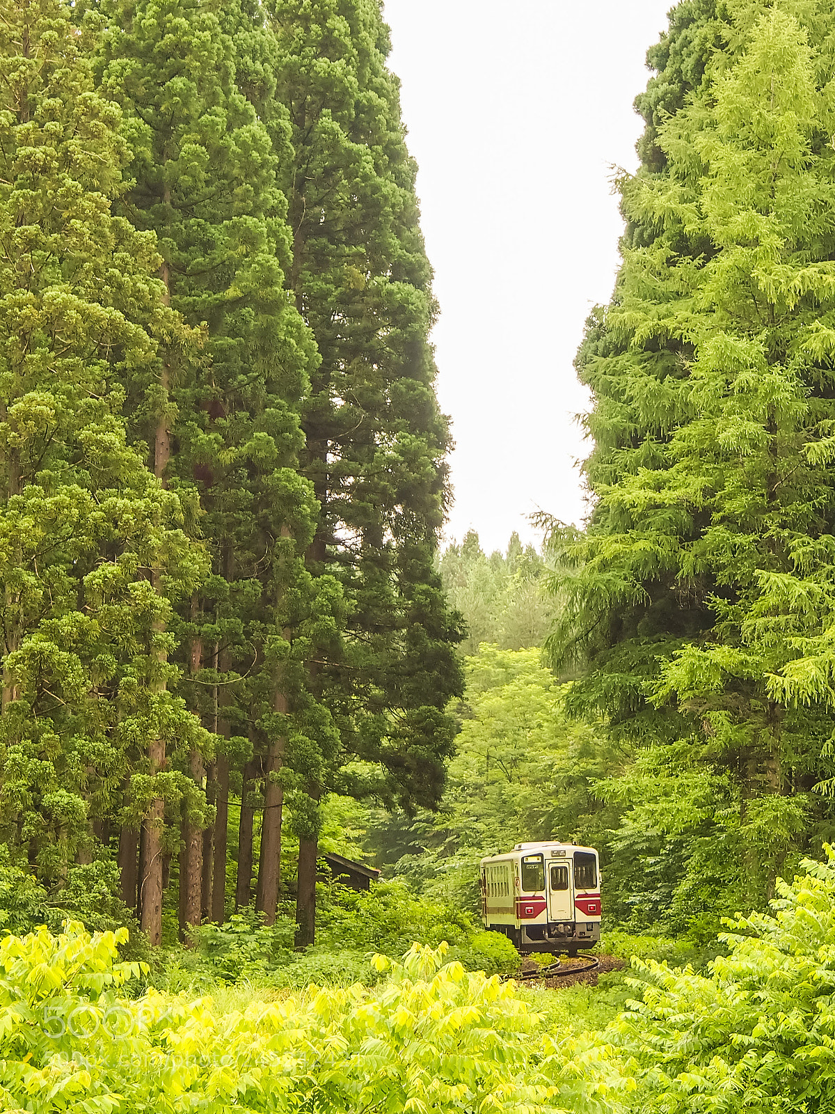 Olympus OM-D E-M5 sample photo. Forest train photography