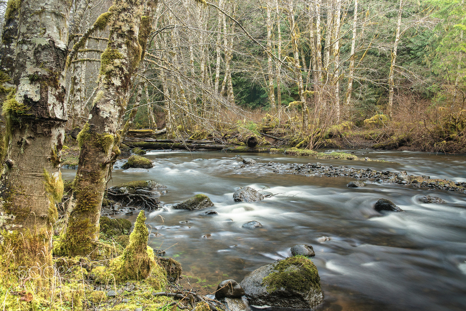 Nikon D600 sample photo. Deep forest photography