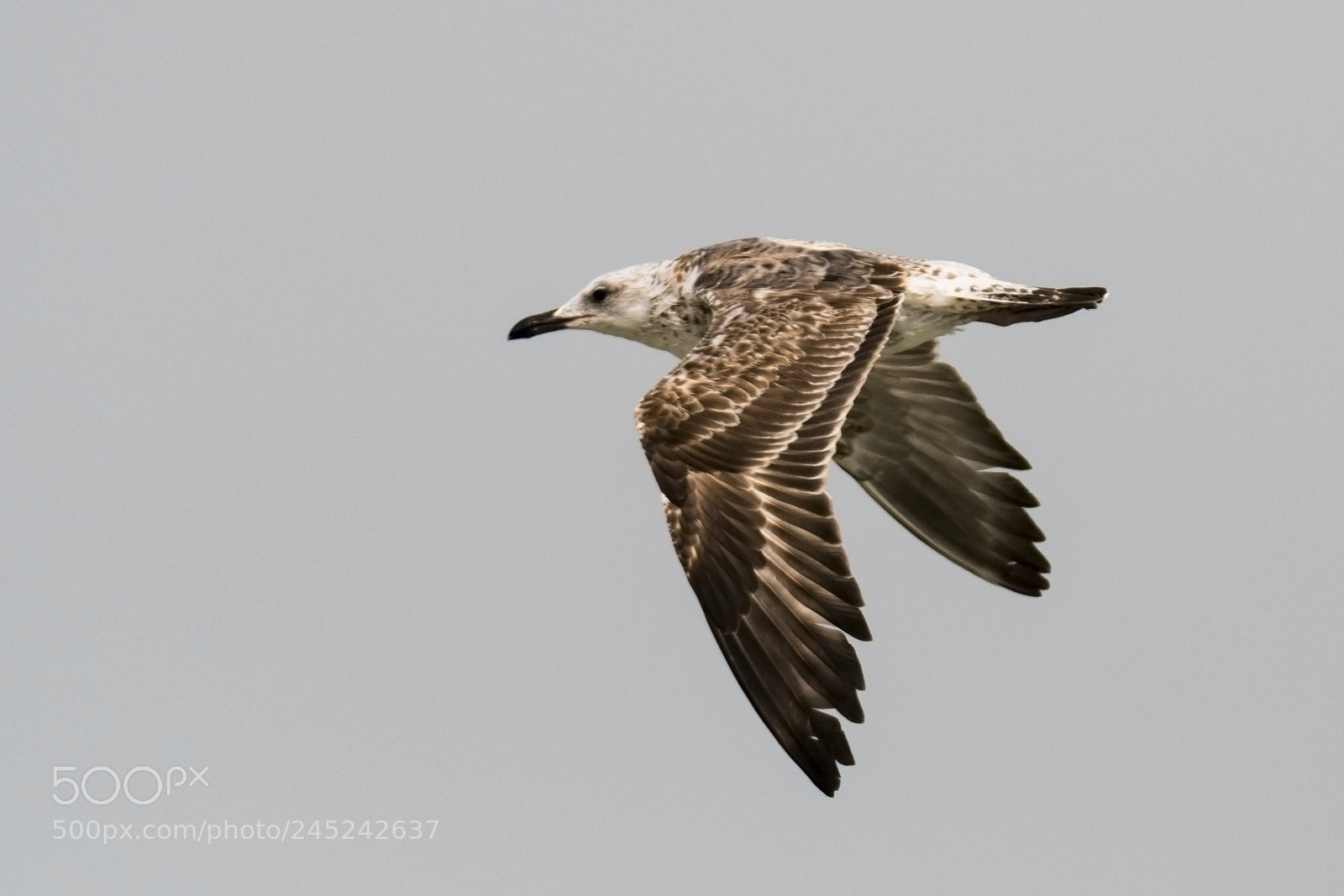 Nikon D500 sample photo. Caspian gull photography