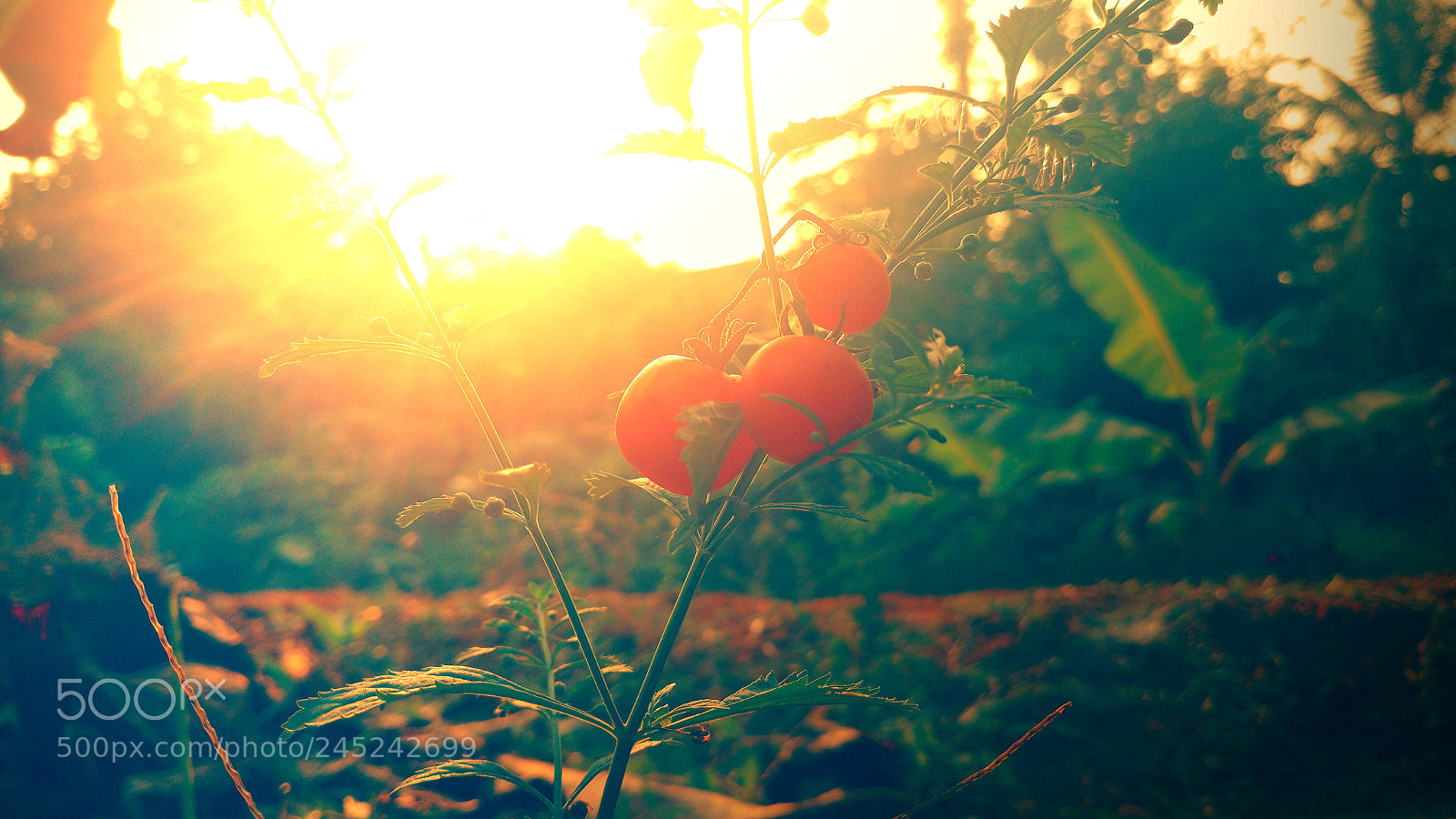 Motorola Moto X Play sample photo. Infinity shots-photograph-hd-nature photography