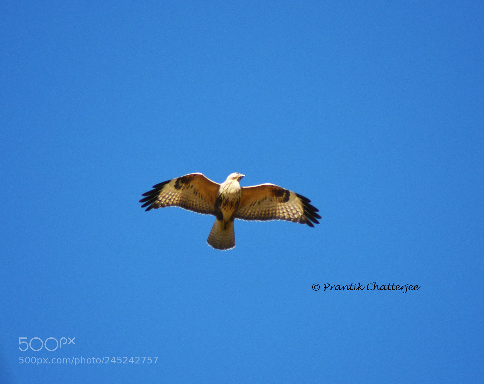 Nikon D7200 sample photo. A flying "buzzard" photography