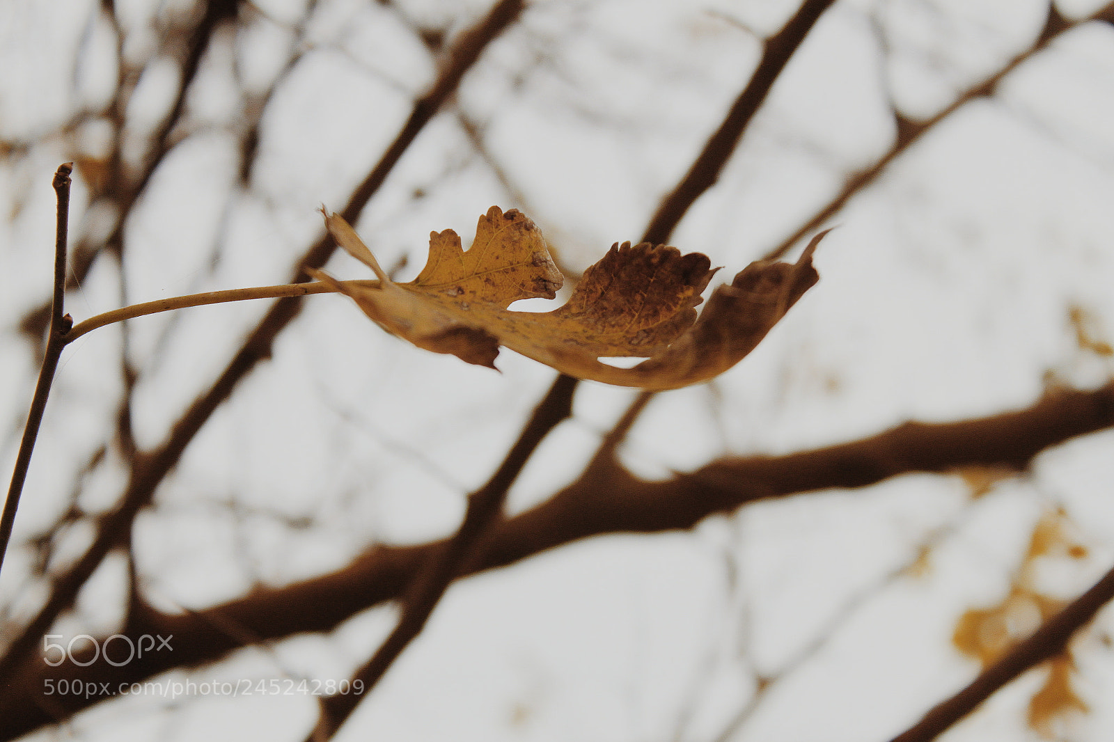 Canon EOS 500D (EOS Rebel T1i / EOS Kiss X3) sample photo. Processed with vsco with photography