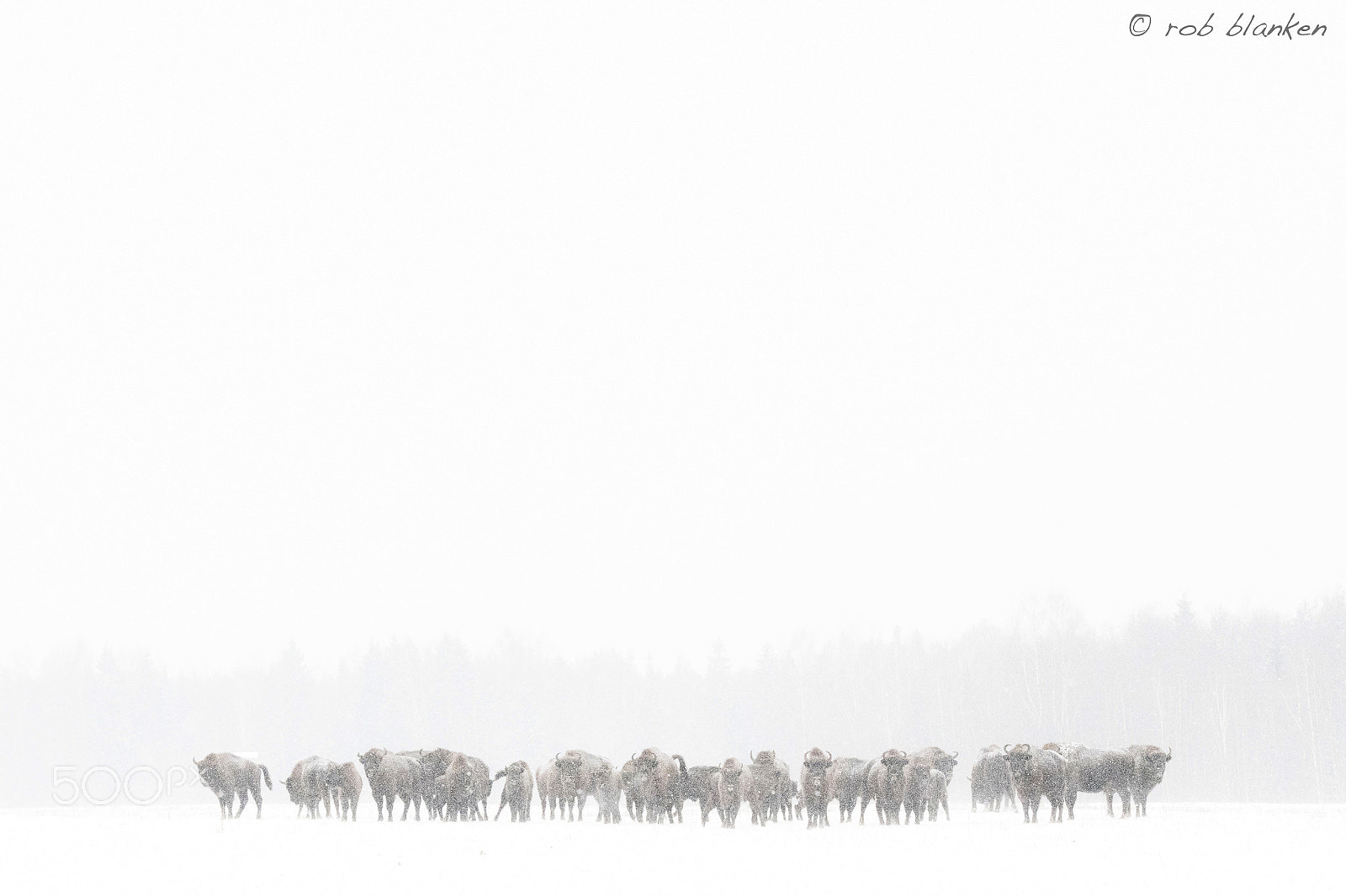 Nikon D500 sample photo. European bison photography