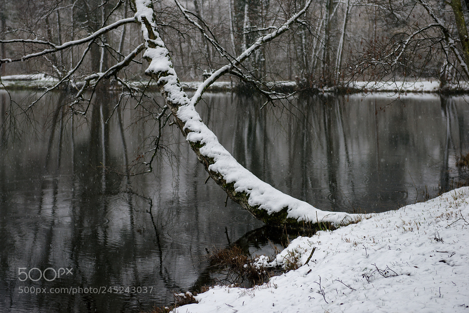 Nikon D600 sample photo. Snowy weather photography