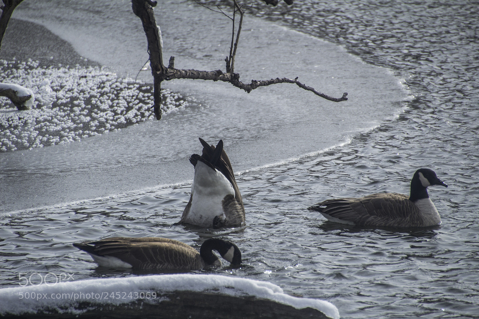 Canon EOS 1200D (EOS Rebel T5 / EOS Kiss X70 / EOS Hi) sample photo. Canada geese ice and photography