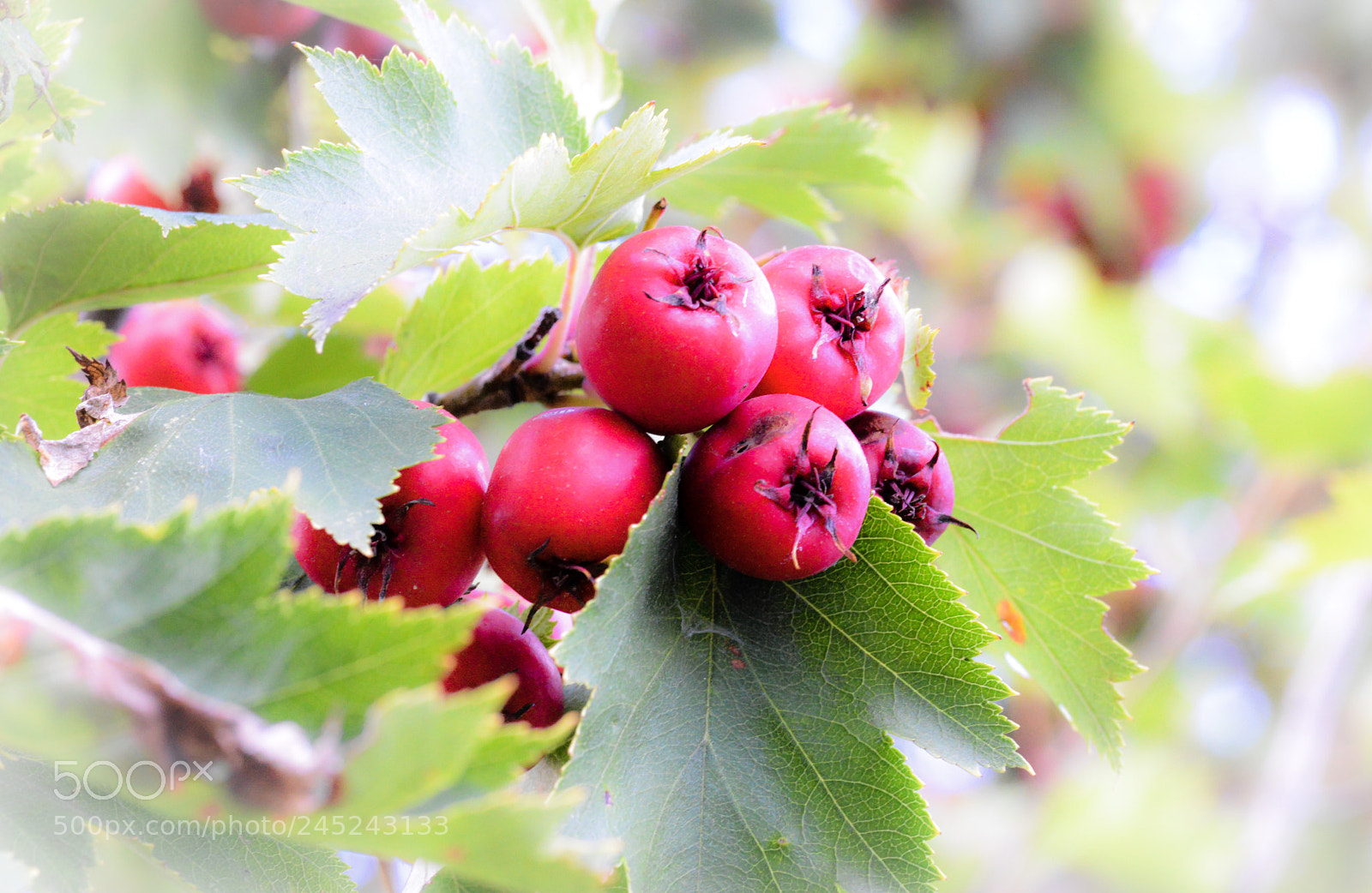 Nikon D600 sample photo. Nature’s goodness photography