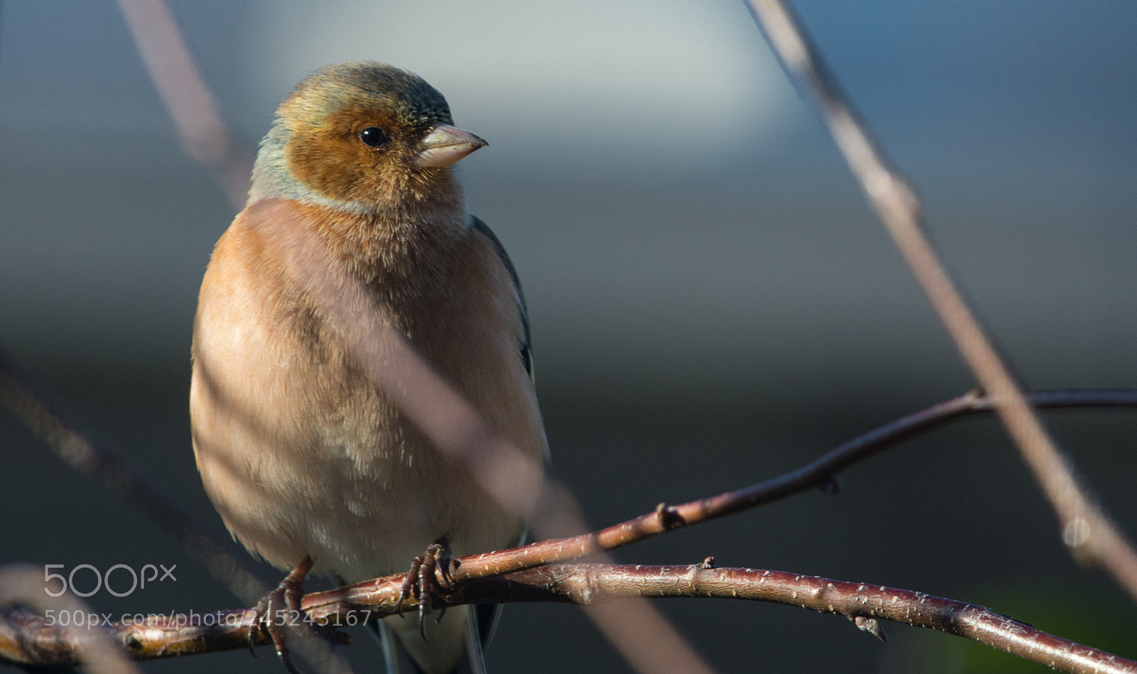 Nikon D7100 sample photo. Finching in the sun photography