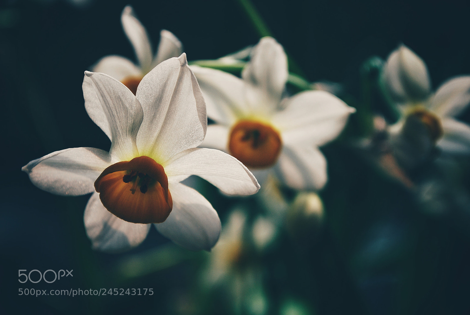Nikon D60 sample photo. Narcissus photography