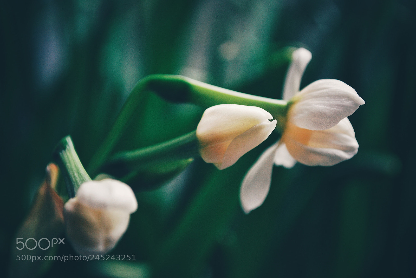 Nikon D60 sample photo. Narcissus photography