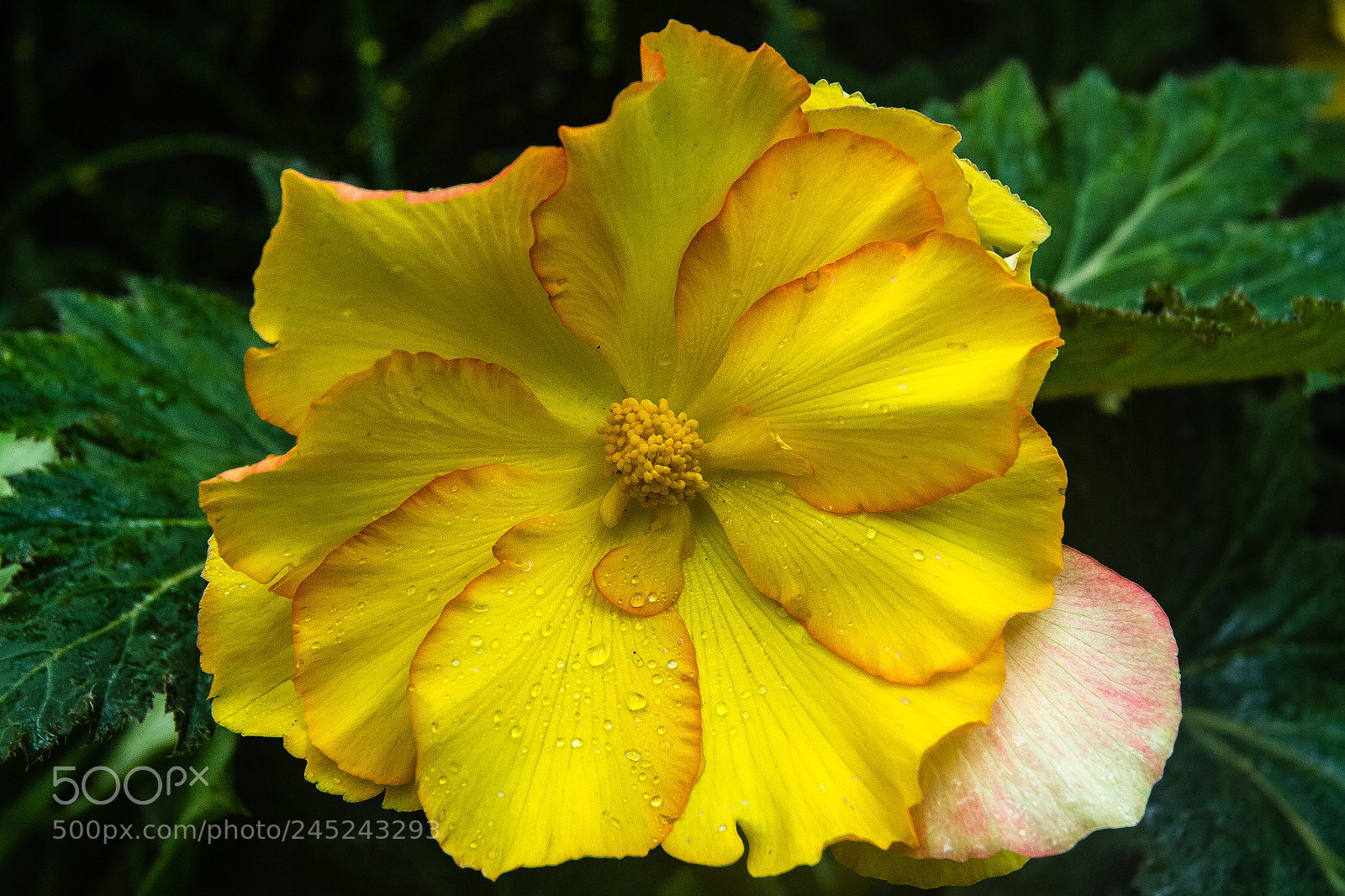 Canon EOS 60D sample photo. Begonia 'harlequin' photography