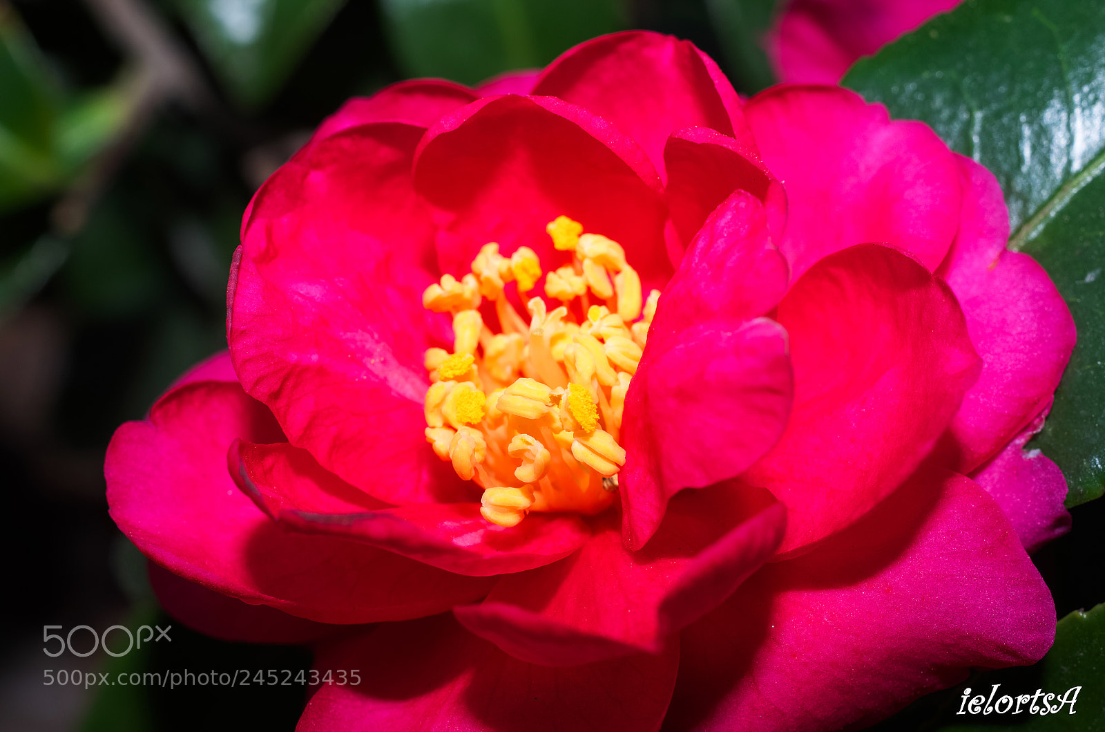 Pentax K-5 sample photo. Camellia photography