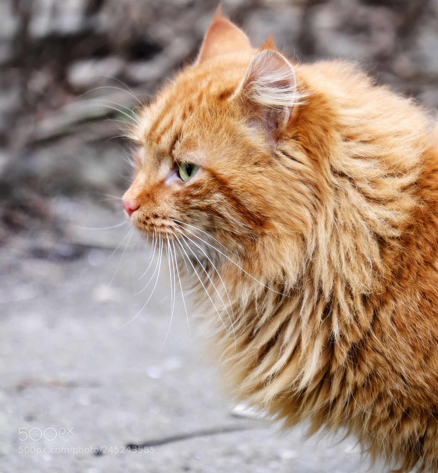 Fujifilm X-T20 sample photo. Cat and bokeh photography
