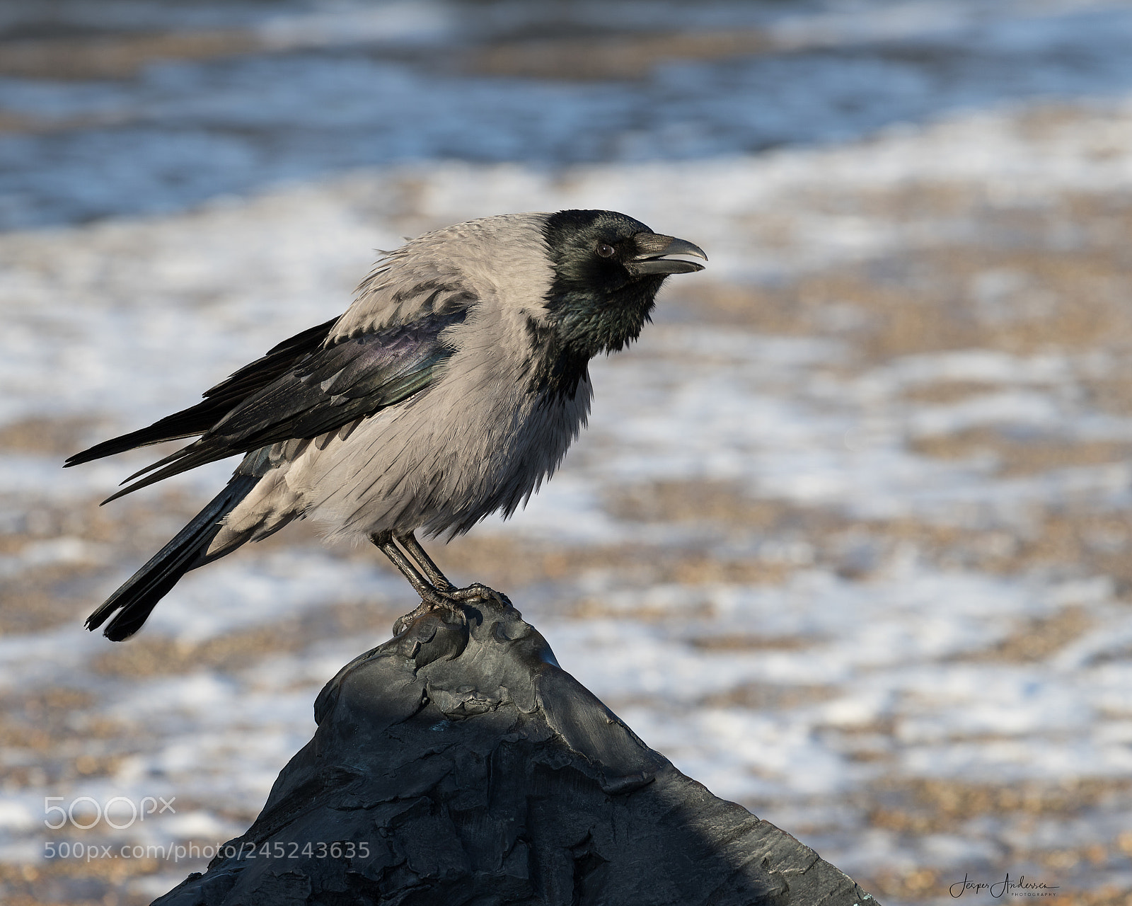 Canon EOS 6D Mark II sample photo. Untitled photography
