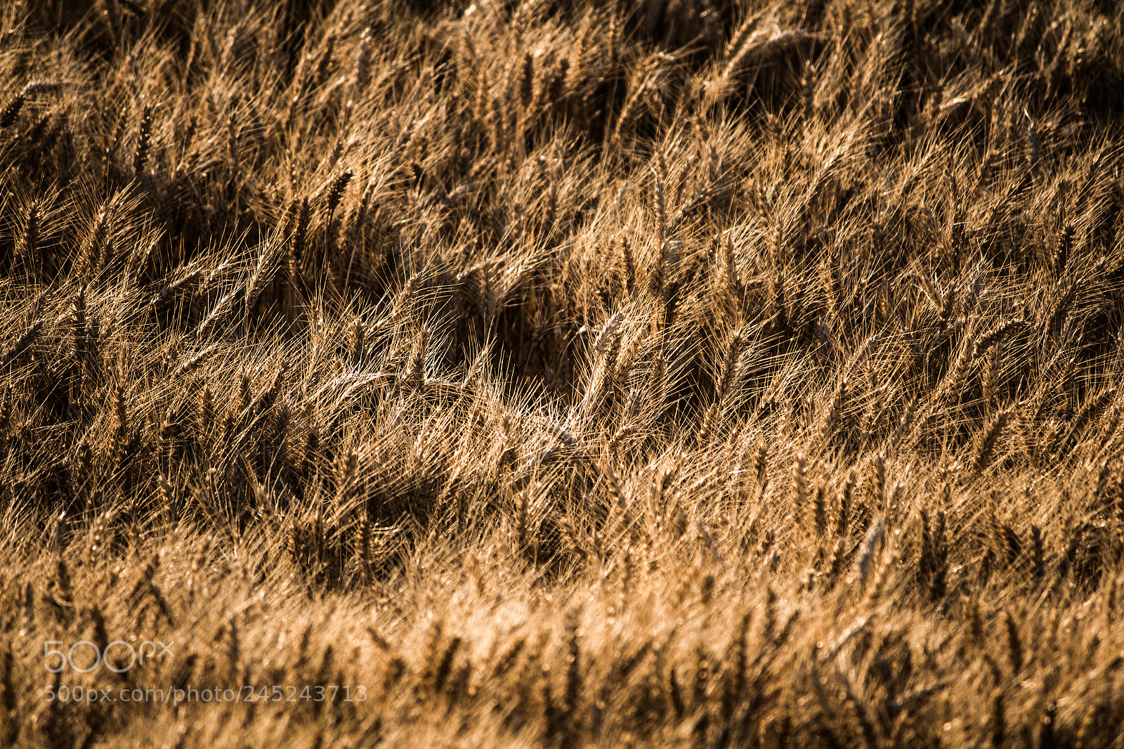 Canon EOS 700D (EOS Rebel T5i / EOS Kiss X7i) sample photo. Golden grass photography