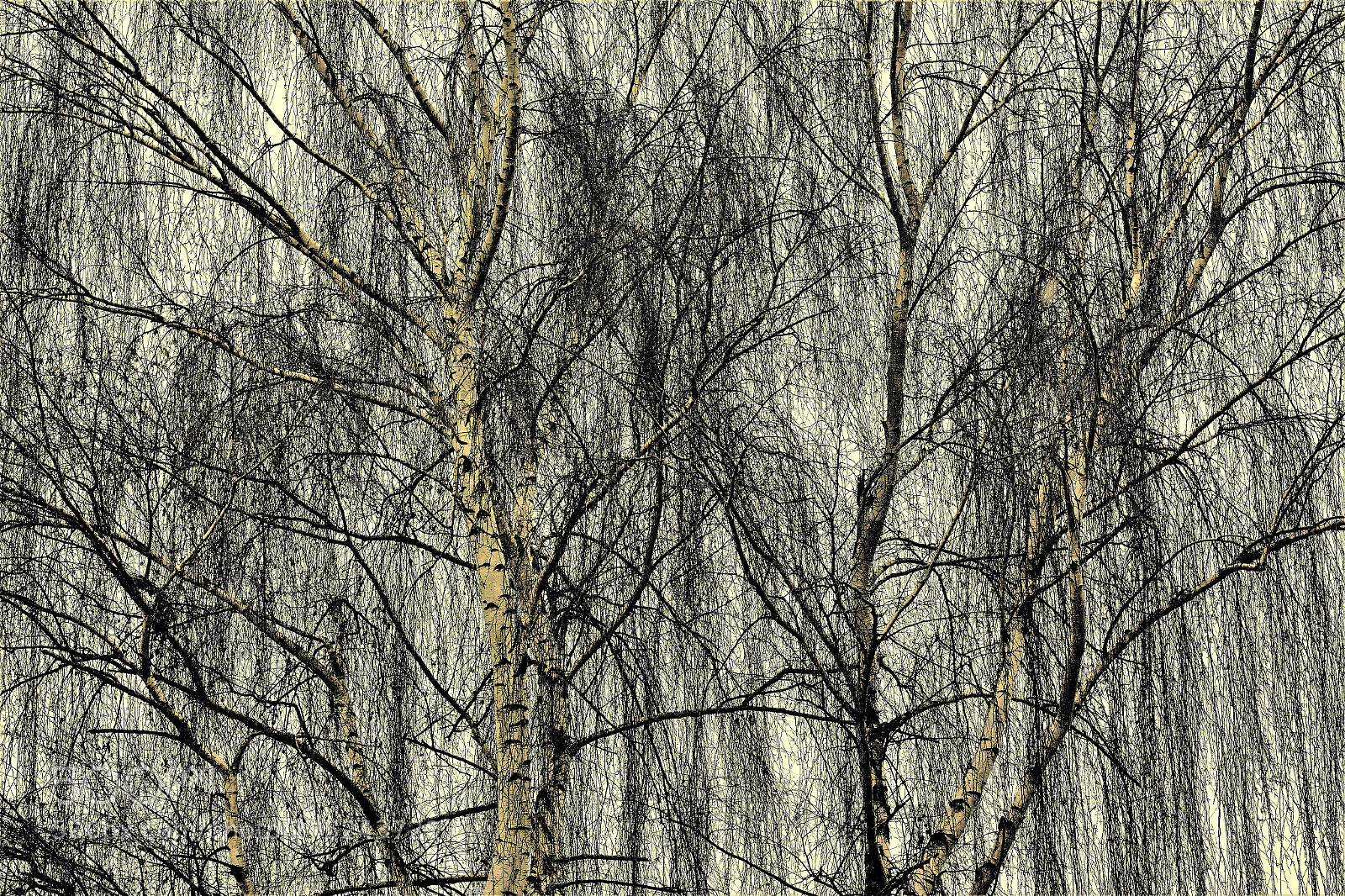 Canon EOS 60D sample photo. Willow -- 柳 photography
