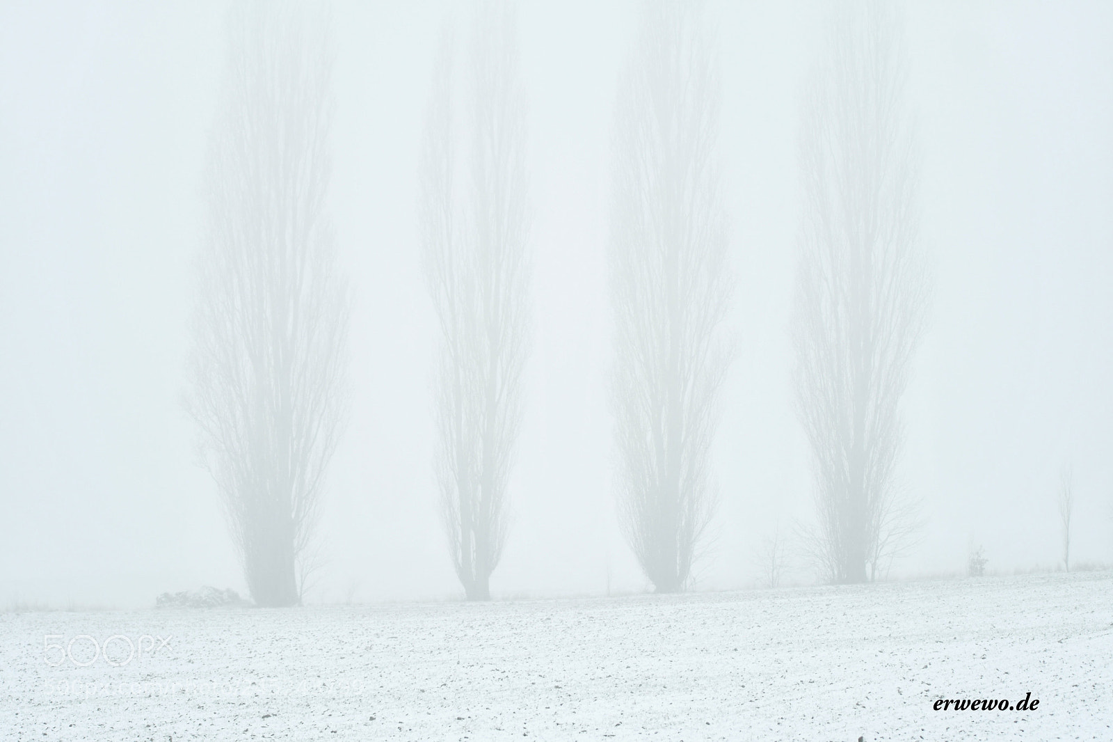 Nikon D500 sample photo. Fog and trees photography