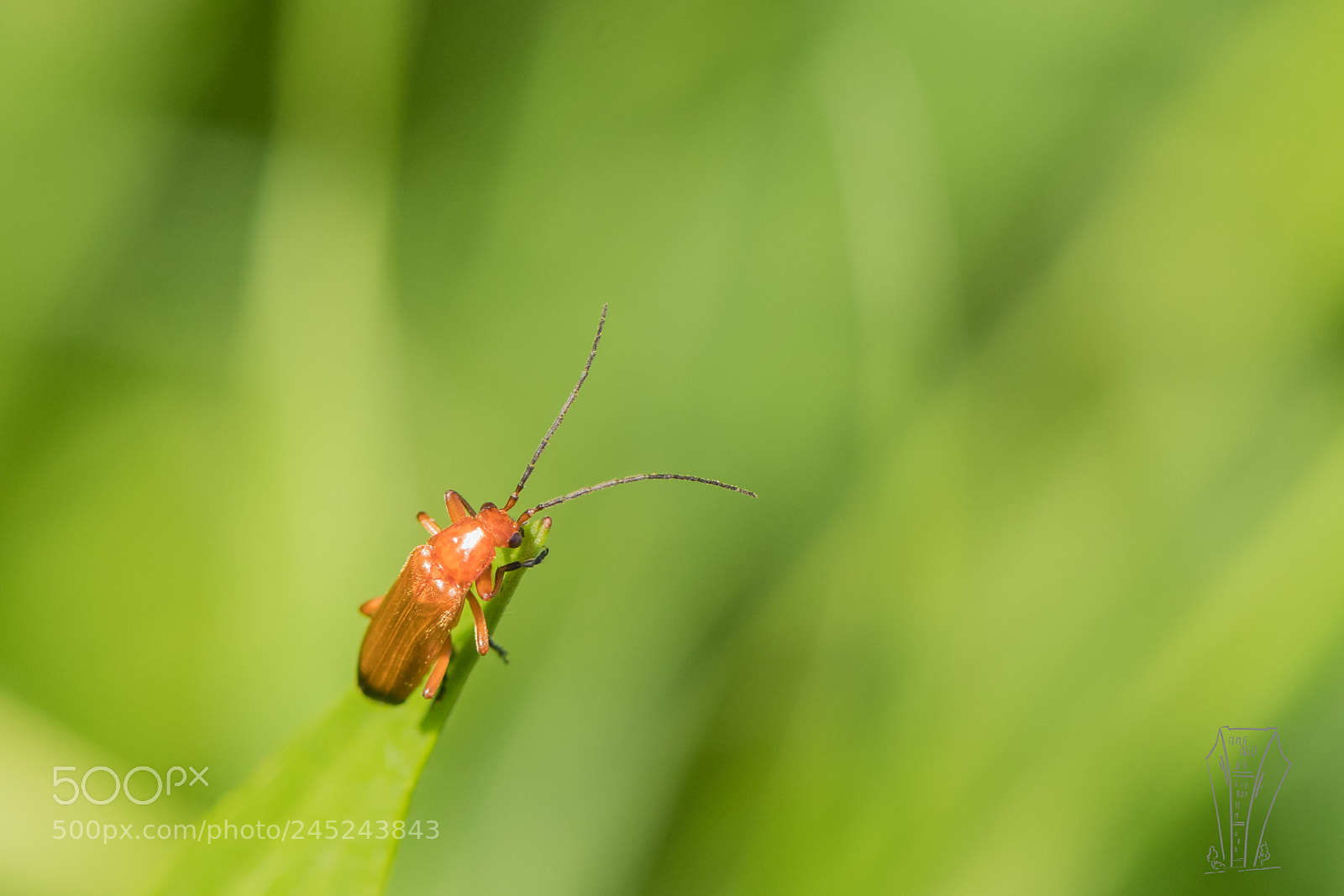 Nikon D500 sample photo. Living in grasslands photography