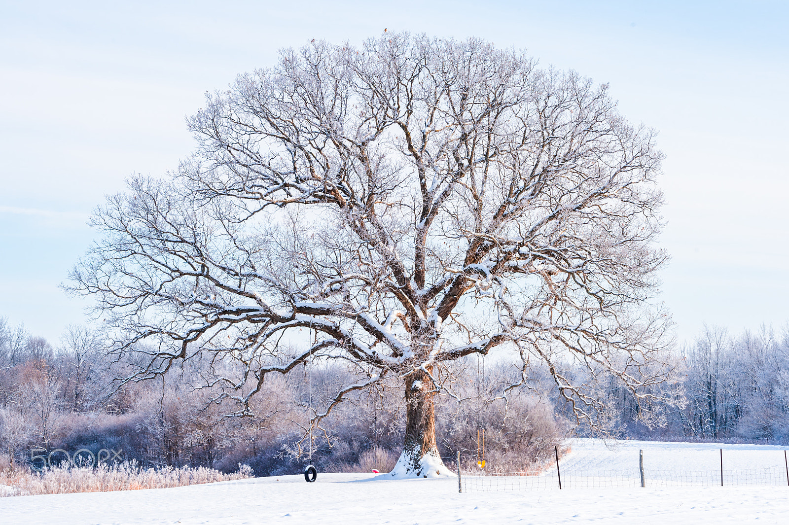 Nikon Df sample photo. Oak tree photography