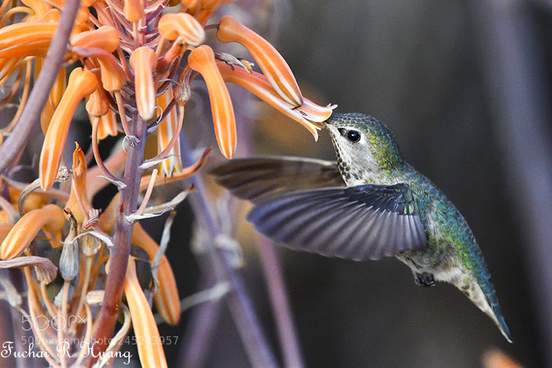 Nikon D500 sample photo. Anna hummingbird photography