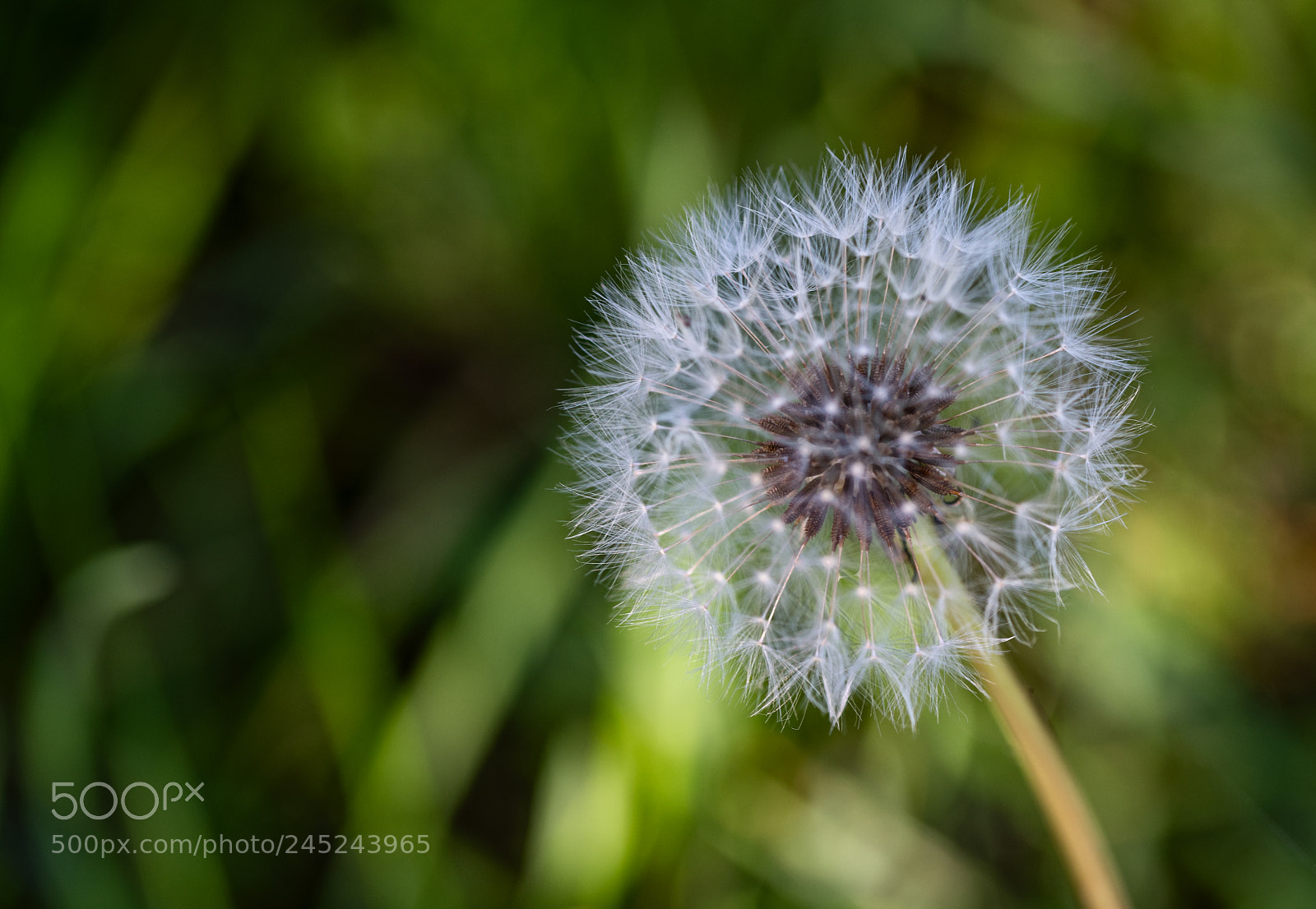 Nikon D850 sample photo. Make a wish photography