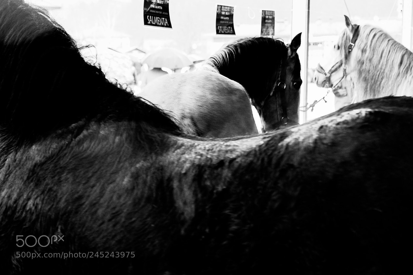Fujifilm X-T1 sample photo. Animal photography