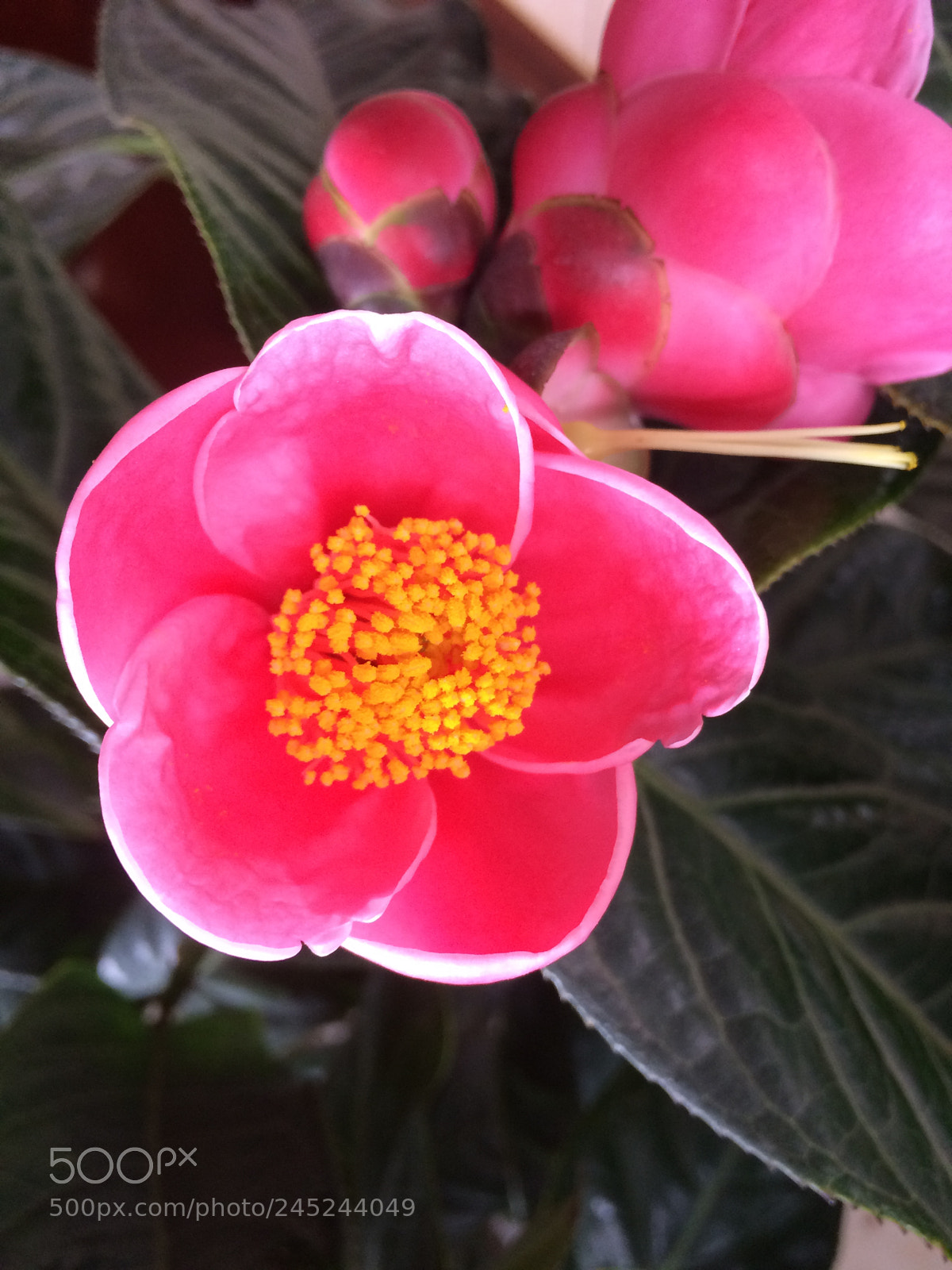 Apple iPhone 5s sample photo. Untitled photography