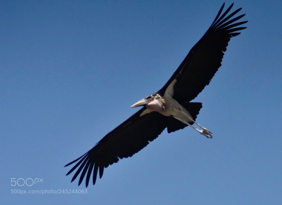 Nikon D7200 sample photo. Marabou stork photography
