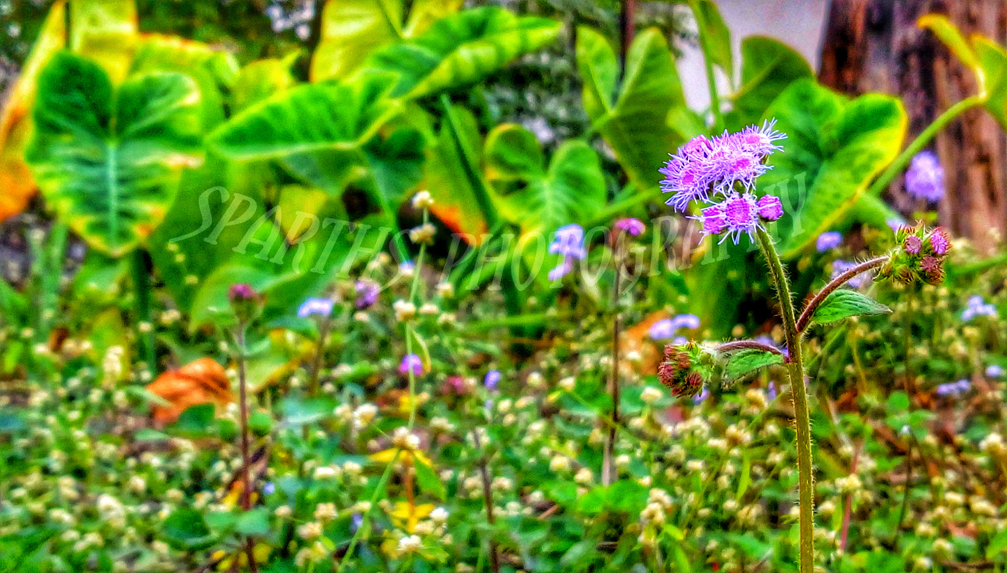 HTC DESIRE 828 DUAL SIM sample photo. Nature photography