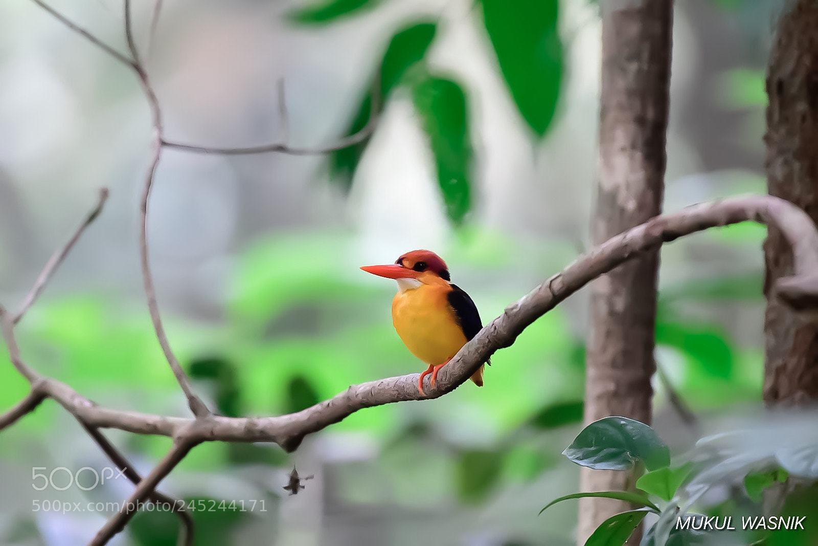 Nikon D500 sample photo. Small is beautiful photography