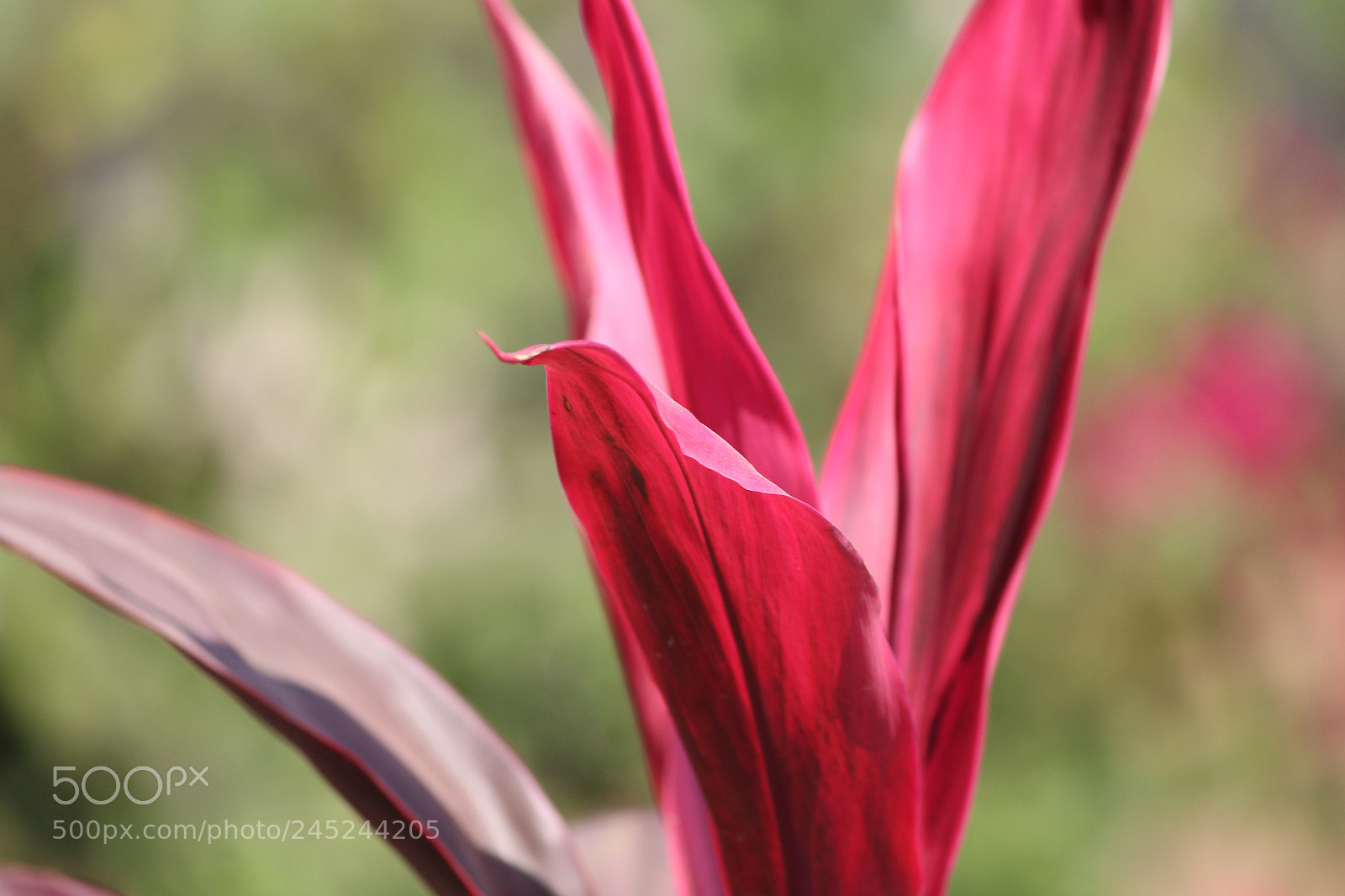 Canon EF-S 55-250mm F4-5.6 IS II sample photo. Big red leaf photography