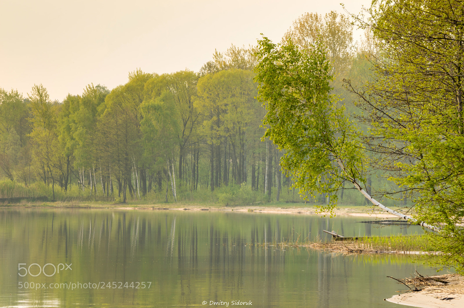 Nikon D3200 sample photo. Green morning photography