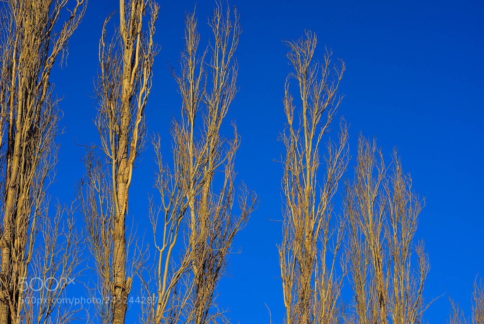 Nikon D7200 sample photo. Line of tree in photography