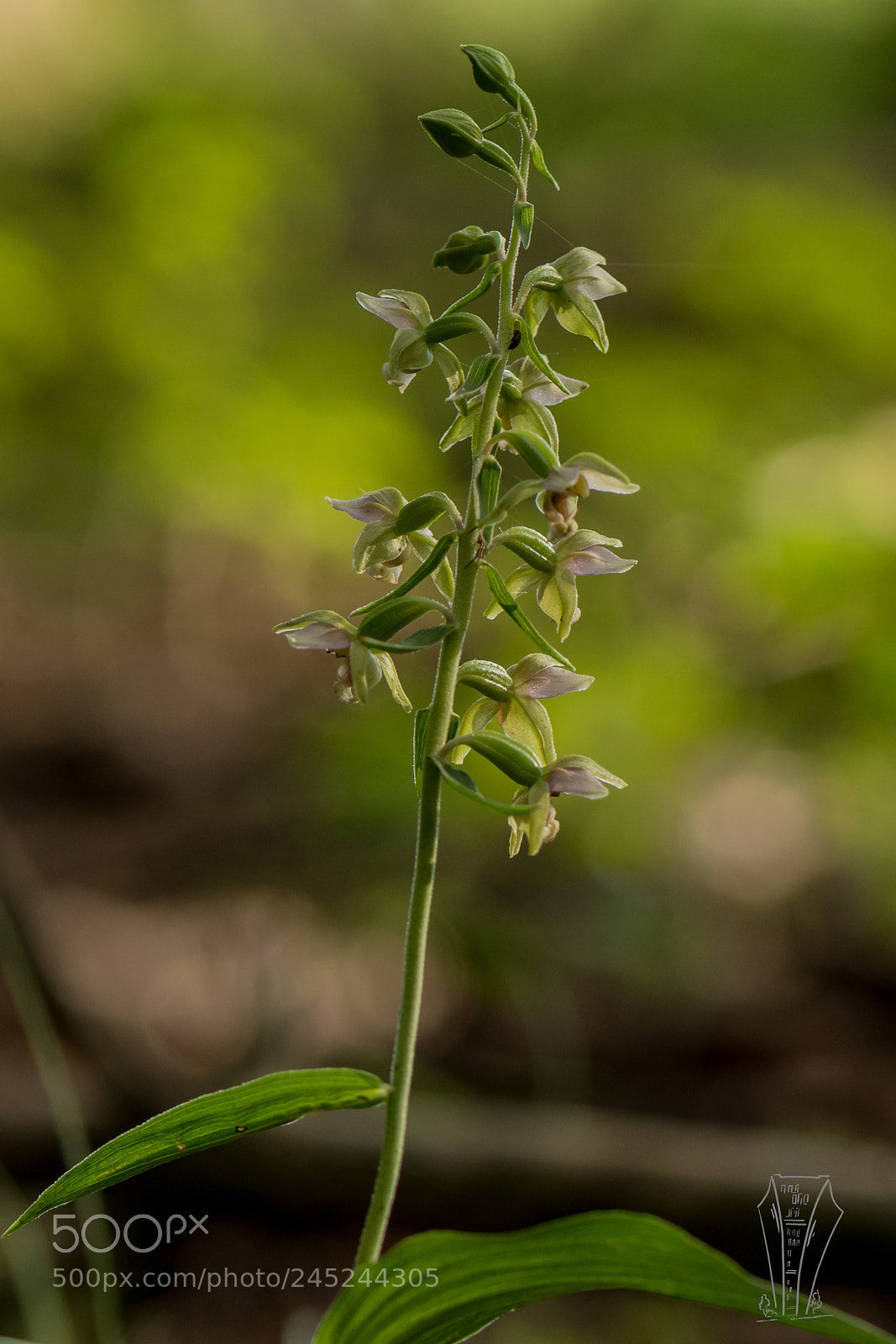 Nikon D500 sample photo. Orchid photography